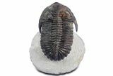 Detailed Hollardops Trilobite - Ofaten, Morocco #347764-3
